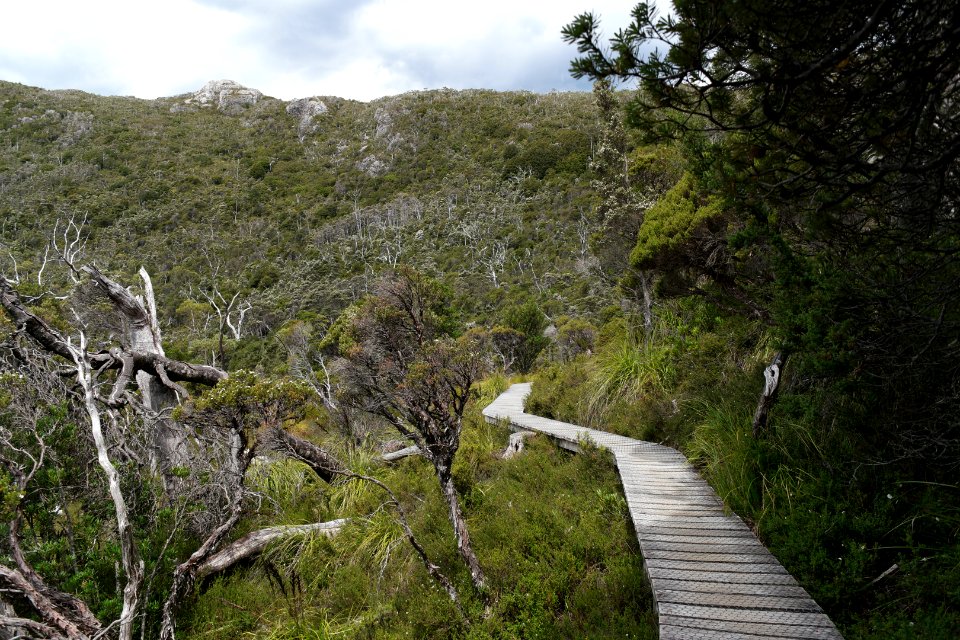 Dove Lake Circuit Walking Track, Cradle Mountain - Lake St Clair National Park 34