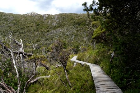 Dove Lake Circuit Walking Track, Cradle Mountain - Lake St Clair National Park 34