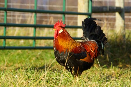Animal nature rooster photo