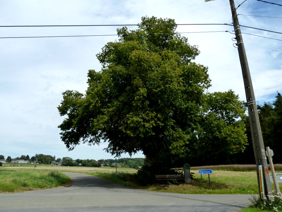 Dréhance-arbre Rue de Furfooz (2)