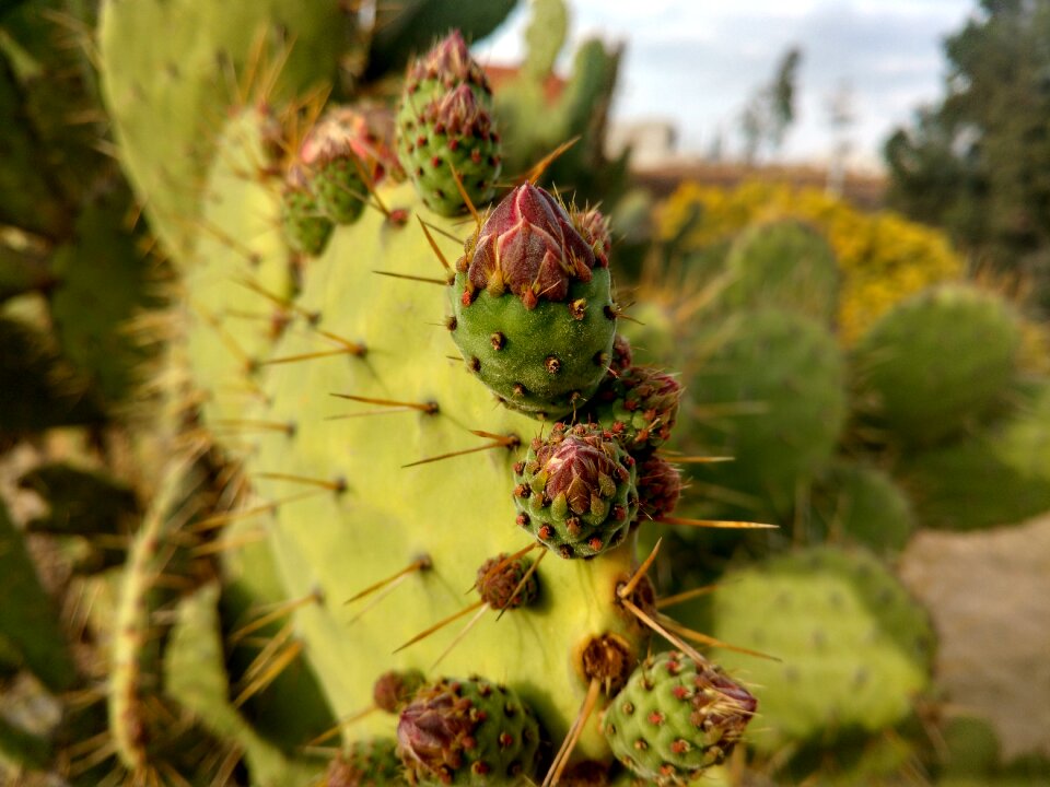 Thorns wild flower cactis