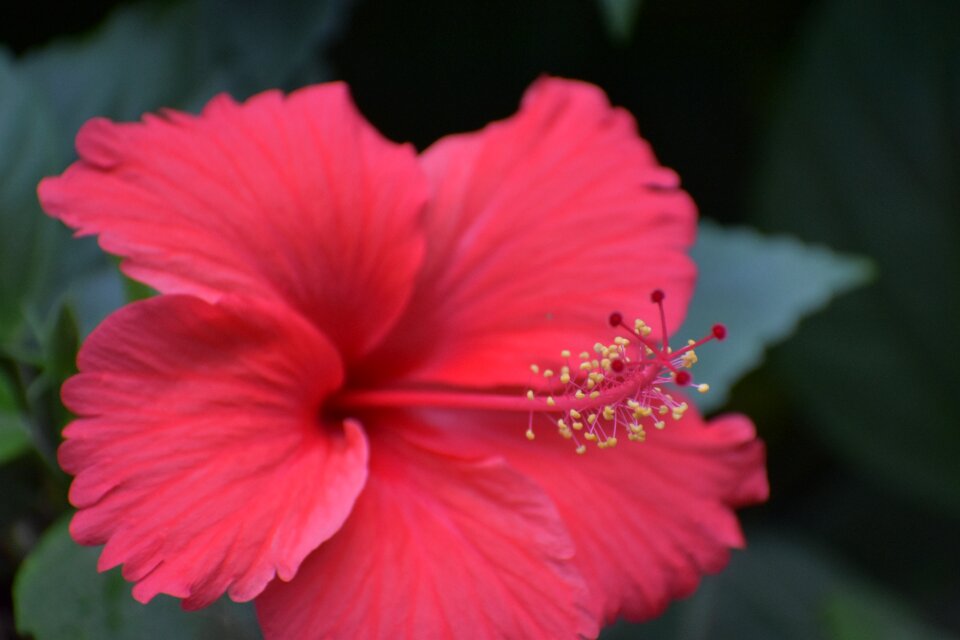 Stamens parts of flower filament