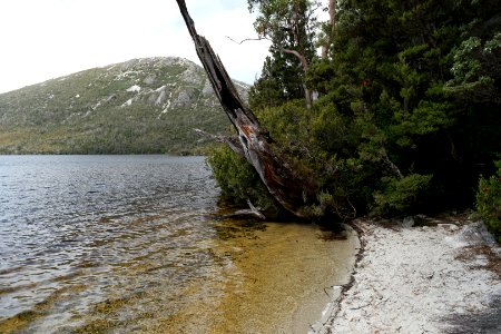 Dove Lake Circuit Walking Track, Cradle Mountain - Lake St Clair National Park 84