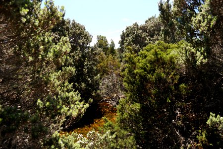 Dove Lake Circuit Walking Track, Cradle Mountain - Lake St Clair National Park 02