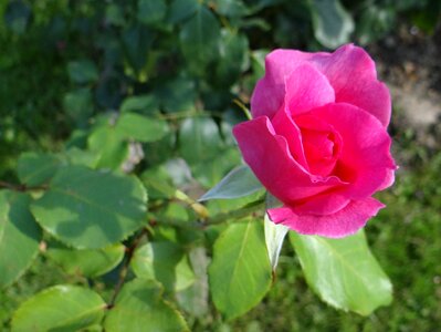 Rosarium rose flower rose garden photo