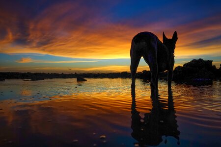 Sunset sky horizon dog photo