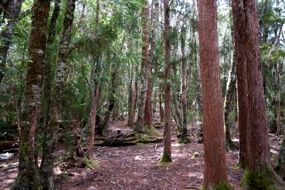 Dove Lake Circuit Walking Track, Cradle Mountain - Lake St Clair National Park 65