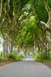 Trees mystical old photo