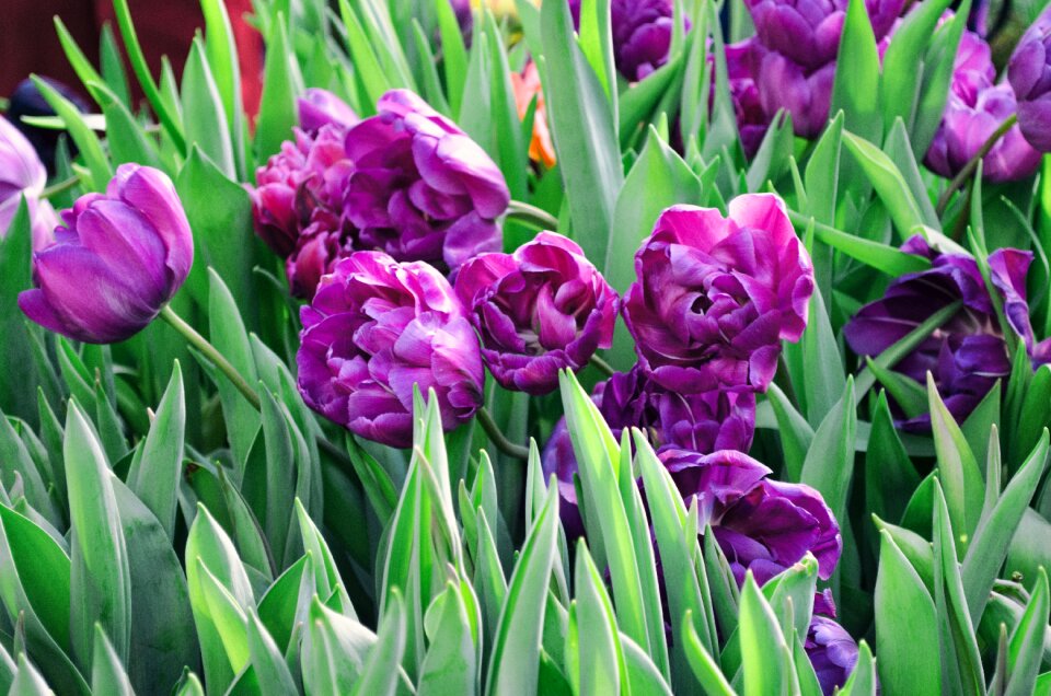 Easter plant nature
