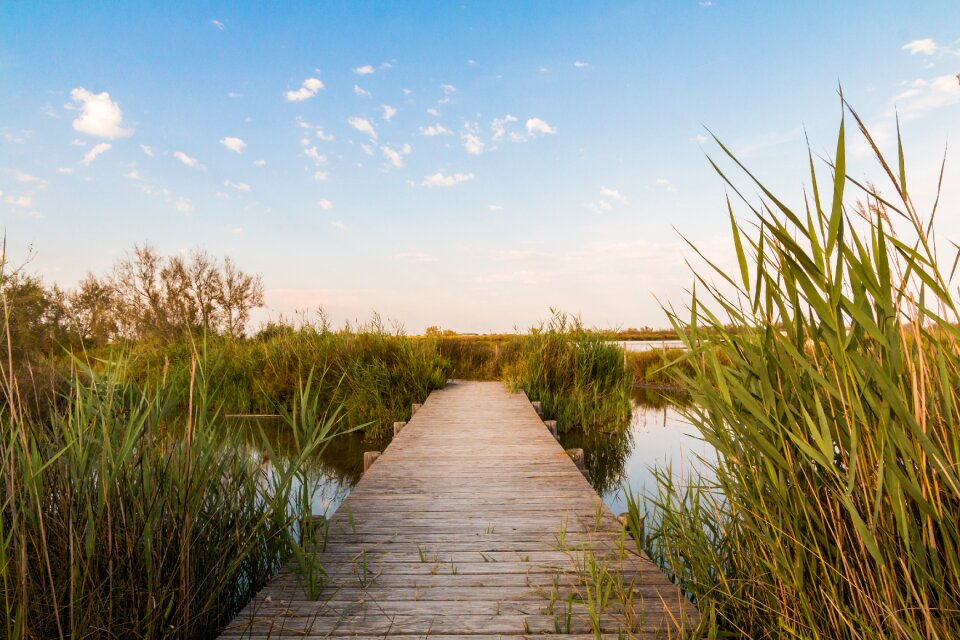 Water reed boardwalk