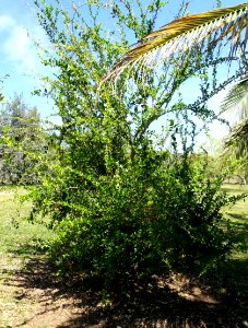 Dovyalis abyssinica - Fruit and Spice Park - Homestead, Florida - DSC09041