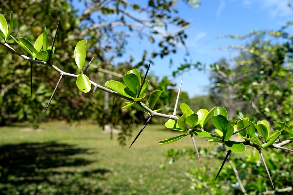 Dovyalis abyssinica - Fruit and Spice Park - Homestead, Florida - DSC09043