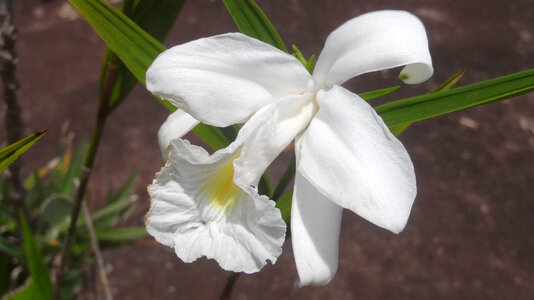 Nature ornamental plant orchid