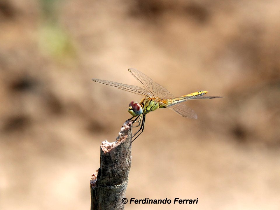Dragonfly (199421277)