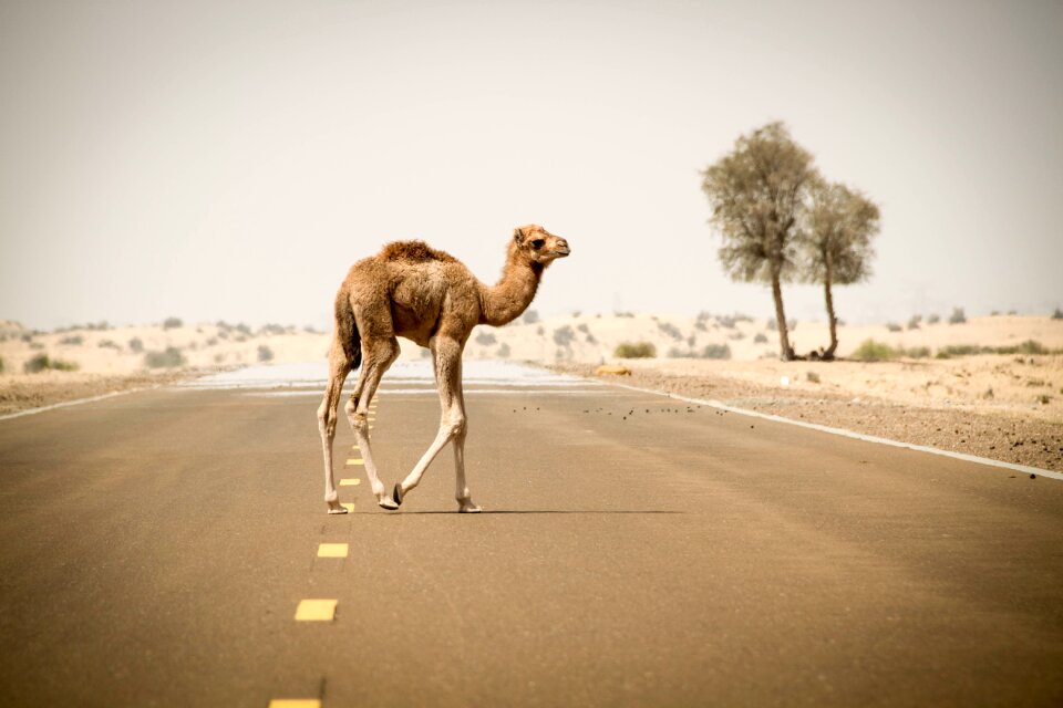 Travel camel nature