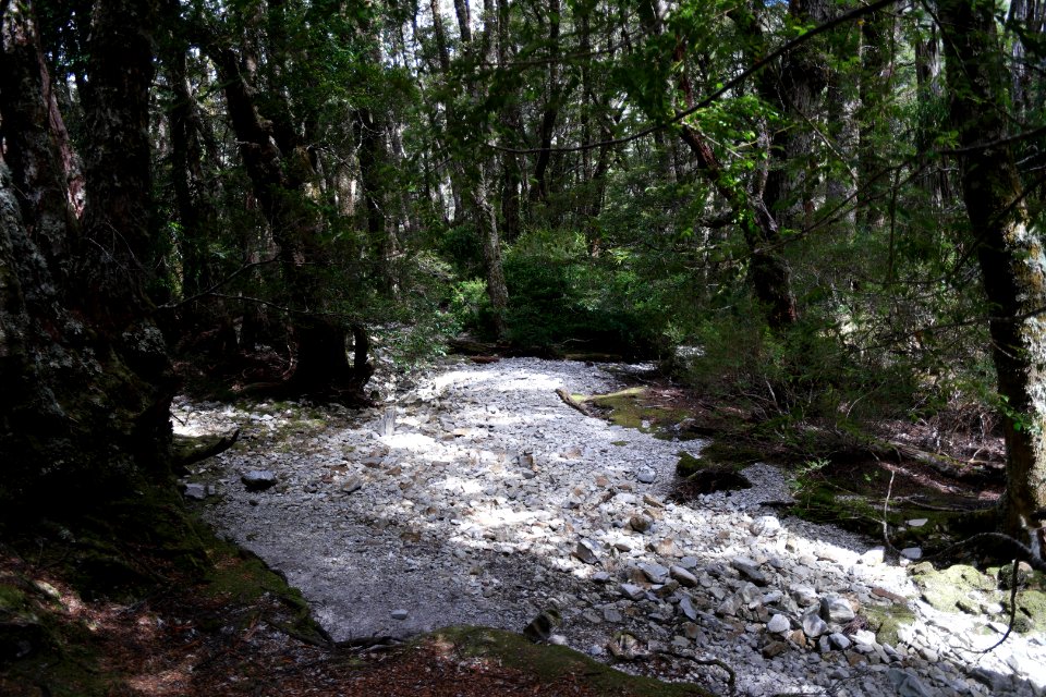 Dove Lake Circuit Walking Track, Cradle Mountain - Lake St Clair National Park 64