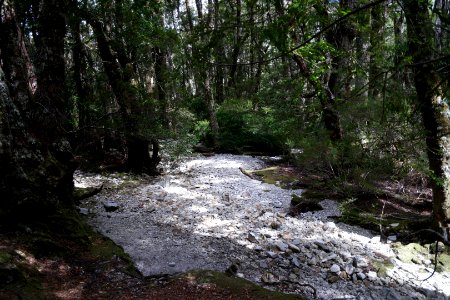 Dove Lake Circuit Walking Track, Cradle Mountain - Lake St Clair National Park 64