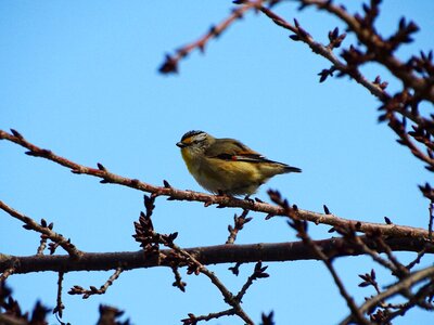 Nature animal feathered