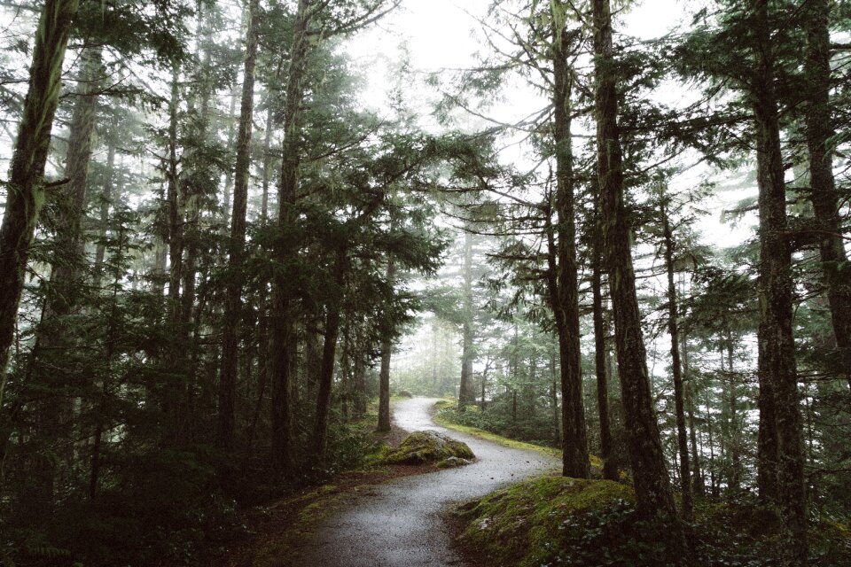 Trees plant nature