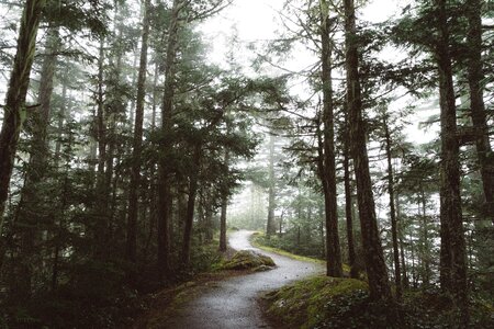 Trees plant nature photo