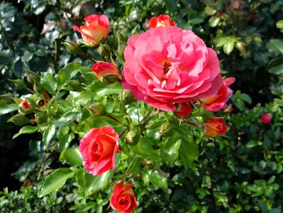 Rosarium rose flower rose garden