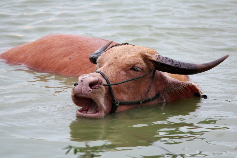 Cow cows bathing in the river cows enjoy life