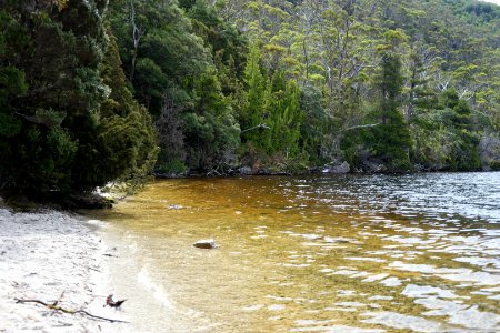 Dove Lake Circuit Walking Track, Cradle Mountain - Lake St Clair National Park 85