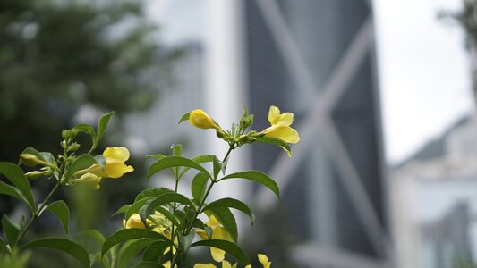 Leaf bank of china tower hong kong photo