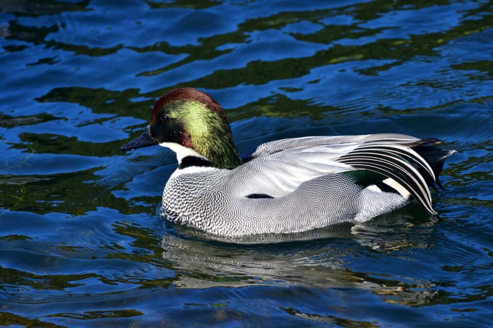 Wild animals falcated falcated duck