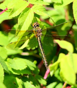 Dragonfly Haukipudas 20120703 02