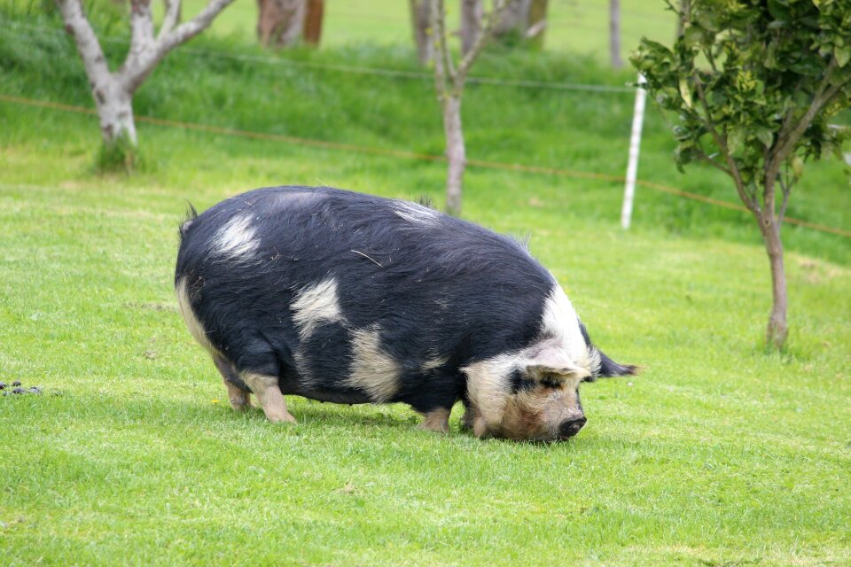 Green agriculture animal