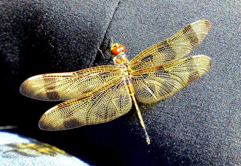 Dragonfly - Everglades National Park - DSC09329