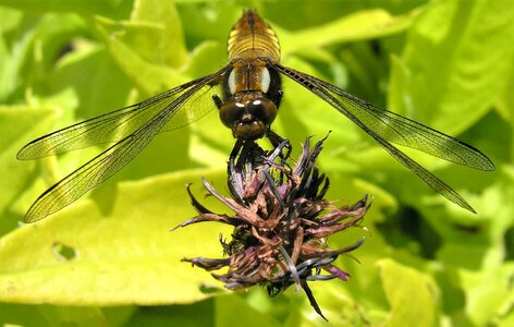 Dragon fly insect nature photo