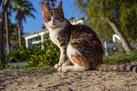 Animal outdoors cute