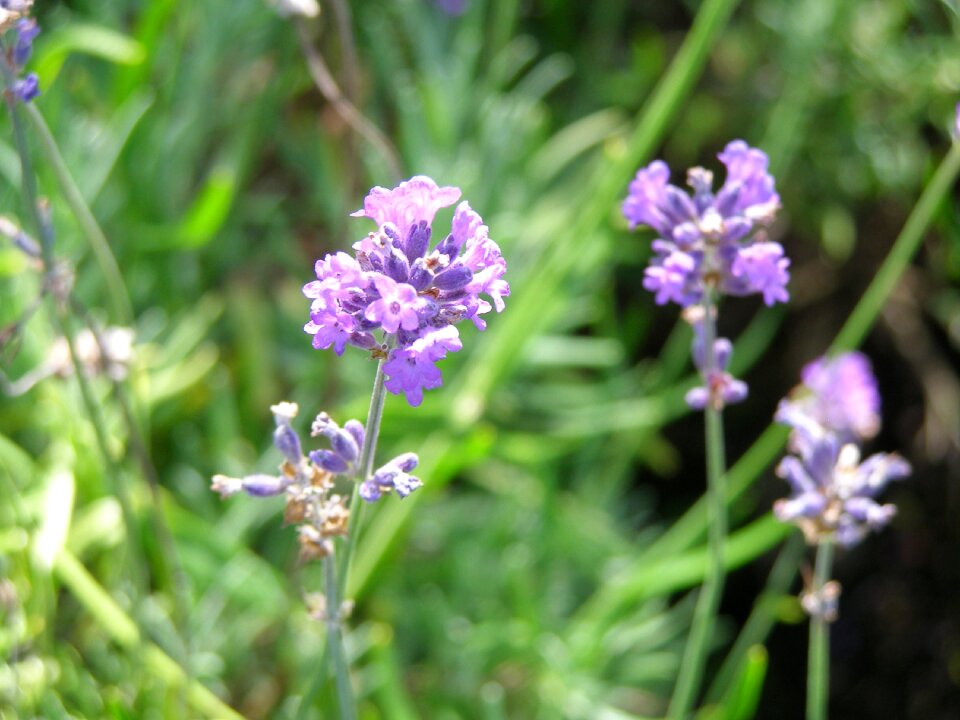 Flower purple blooming