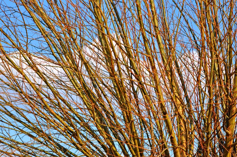 Wood willow wood pollards