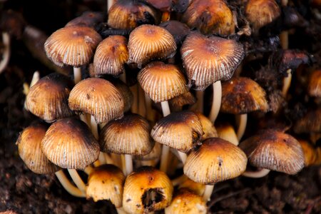 Fungus poisonous fungi photo