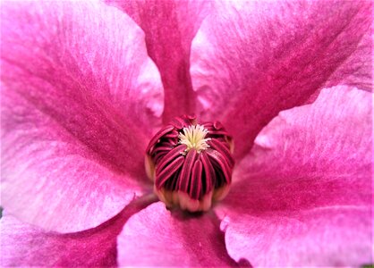 Garden petal closeup