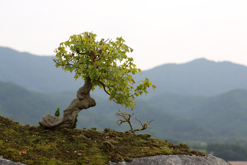 Bonsai love park gurye