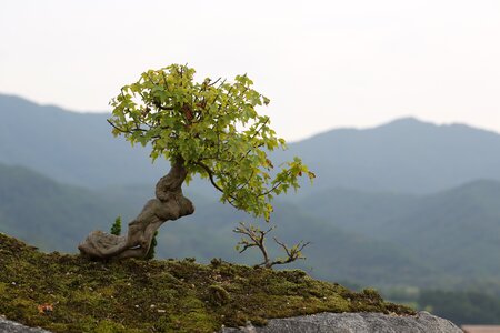 Bonsai love park gurye