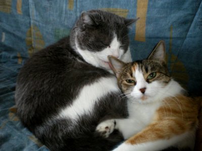 Dr Brains' cats