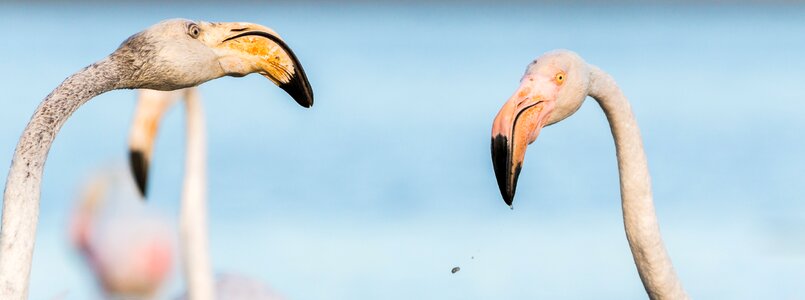 Wild pink water bird