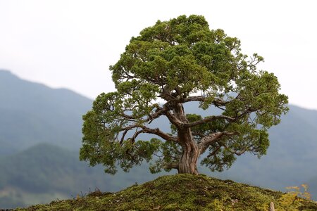 Bonsai love park gurye