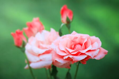 Garden beautiful romantic photo