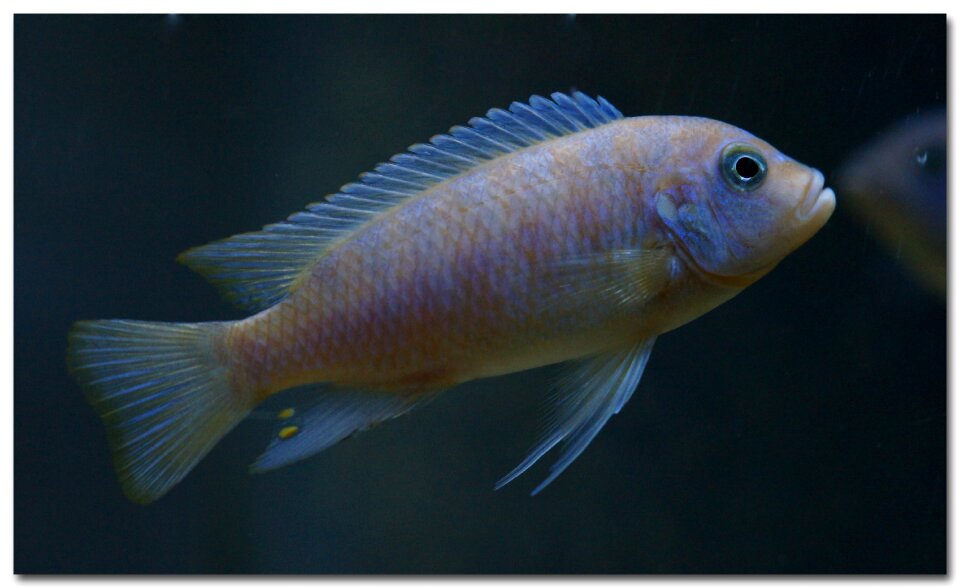 Tropical fish-keeping water fish