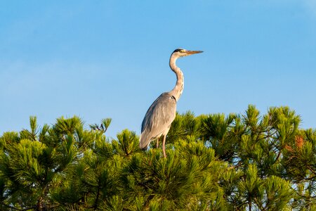 Nature bill water bird photo