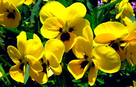 Nature plant garden