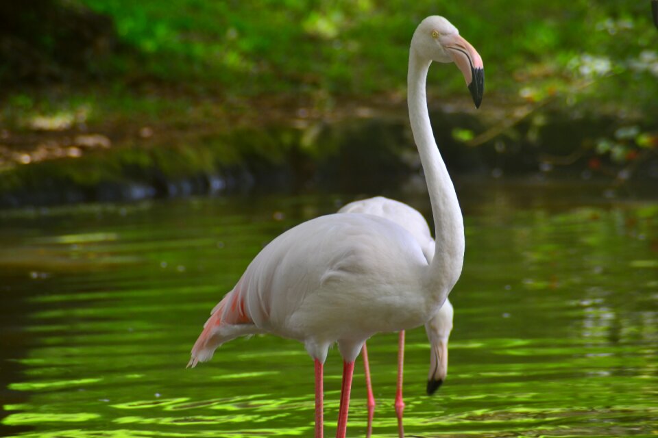 Animal colorful wild