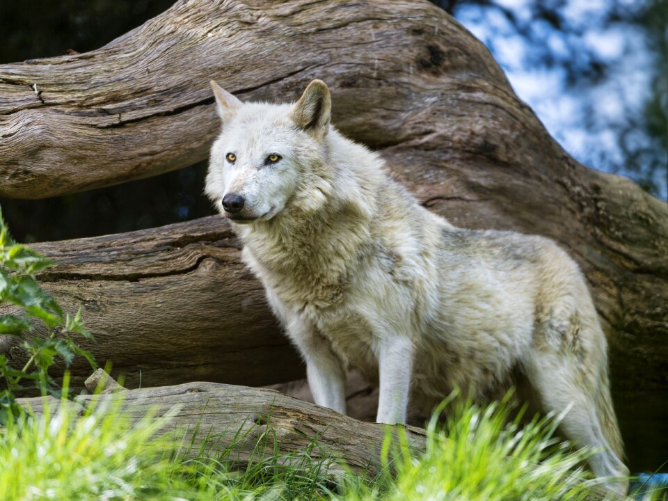 Wildlife wood mammal