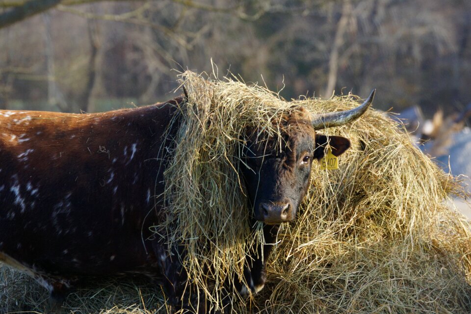 Grass outdoors hay